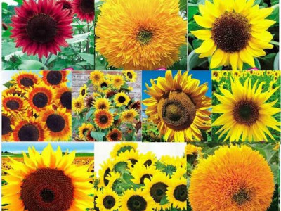 Bunga Matahari Rusia : Jenis Jenis Bunga Matahari Tercantik Lengkap Dengan Manfaat Dan Fakta Uniknya Kuya Hejo / Bunga matahari (helianthus annuus l.) merupakan salah satu jenis bunga yang banyak diketahui sehingga setelah itu, tanaman ini tumbuh dengan luar biasa di rusia.