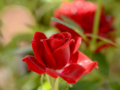 Perbedaan Bunga Lengkap Dan Bunga Sempurna