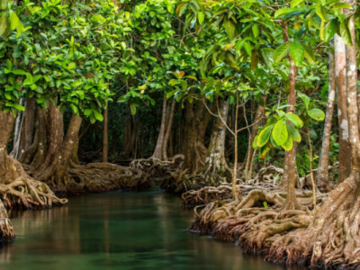 15 Fungsi Hutan Mangrove Beserta Pengertian Dan Gambarnya