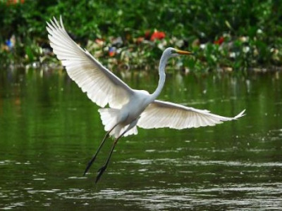 10 Fakta Unik Dan Menarik Tentang Burung Bangau Untuk Anda Ketahui