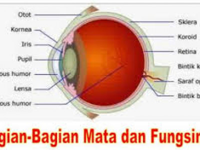 Bagian Bagian Mata Dan Fungsinya