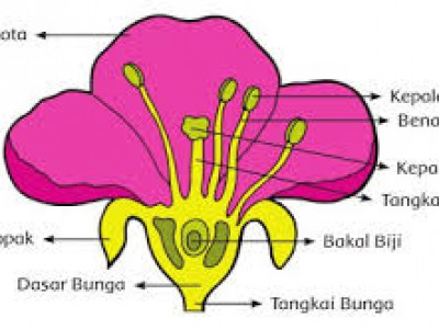 Bunga Sempurna Pengertian Bagian Bagian Dan Contoh