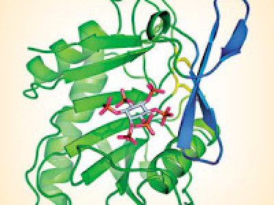 8 Sifat Sifat Enzim Dan Penjelasannya