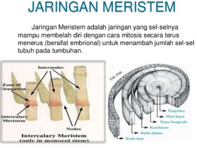 Pengertian Jaringan Meristem