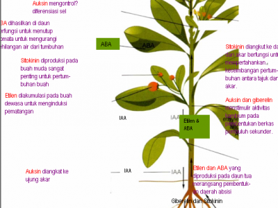 Buah semangka tanpa biji setelah penyerbukan dapat diperoleh dengan memberikan hormon....