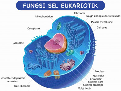 Pengertian sel prokariotik dan sel eukariotik