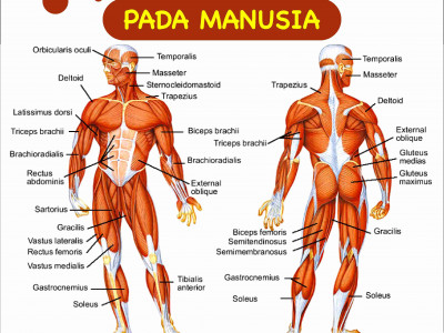 Jaringan Otot Manusia Dibagi Menjadi 3 Yaitu : Jaringan ...