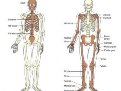 Organ Penyusun Sistem Gerak Manusia