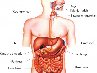 Organ Penyusun Sistem Pencernaan Pada Manusia