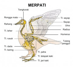 Salah satu jenis tumbuhan pemakan serangga adalah kantong 