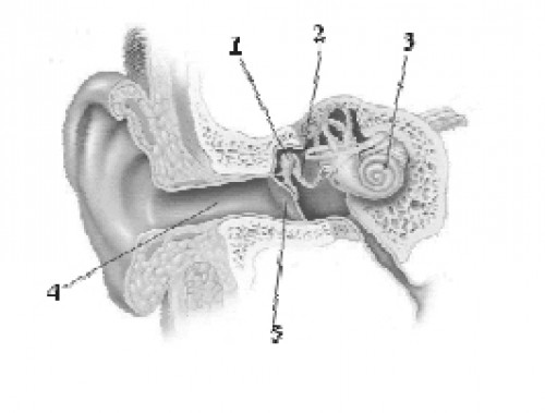 Bagian telinga yang ditunjukkan oleh huruf x berfungsi untuk