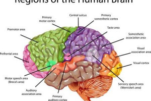 10 Pengertian Dan Anatomi Otak Manusia