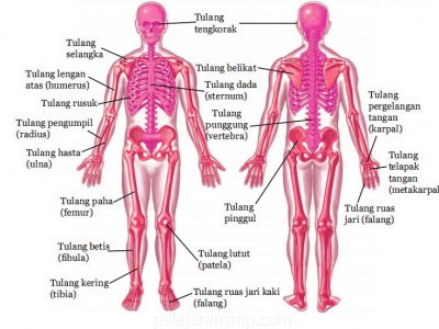 Sistem Gerak Pada Manusia Rangka Sendi Dan Otot