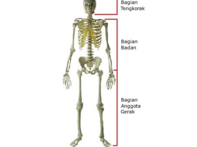 Berdasarkan bentuknya tulang dibagi menjadi tulang pipa, tulang pipih, dan tulang pendek. tulang-tulang berikut ini yang termasuk tulang pipa adalah