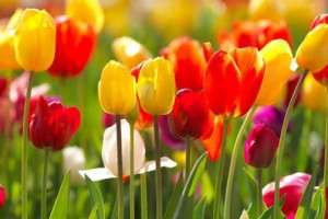 6 Taman Bunga Tulip Termegah Di Dunia