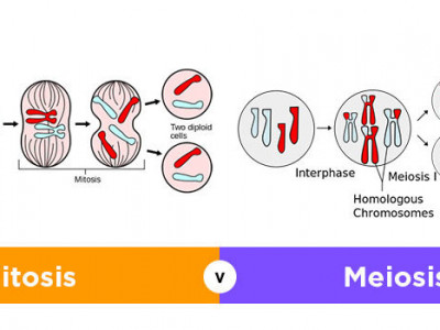 Fase Fase Pembelahan Sel Secara Mitosis Dan Meiosis Lengkap