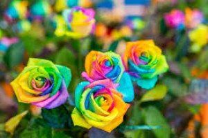 Cara Kawin Silang Bunga Mawar Supaya Warna Warni