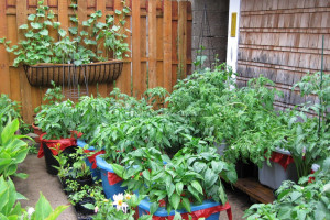 Cara Membuat Kebun Minimalis 1 M Di Rumah Desain Hingga Bibit