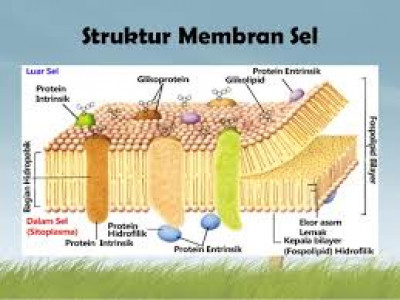 Membran plasma struktur MOLECULAR BIOLOGY
