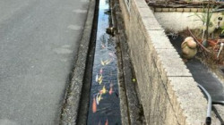 Latar Belakang Lahirnya Proklamasi Latar Belakang Lahirnya Proklamasi