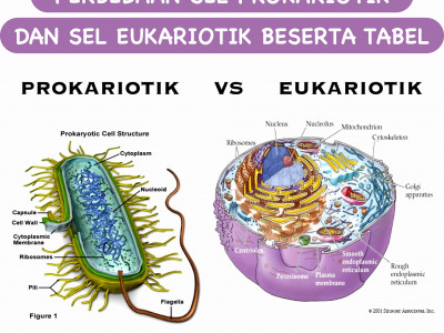 Perbedaan Sel Prokariotik Dan Sel Eukariotik Beserta Tabel Perbedaan Sel Prokariotik Dan Sel Eukariotik Beserta Tabel