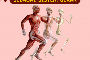 Peranan Rangka Dan Otot Sebagai Sistem Gerak