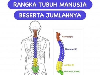 Leher dari disusun badan sampai mulai rangka manusia tulang Pembagian Rangka