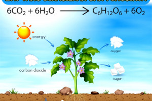 Proses Fotosintesis, Zat yang Dihasilkan dan Fungsinya
