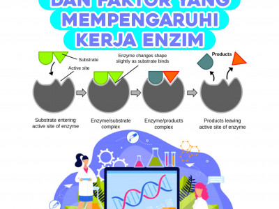Cara Kerja Enzim Dan Faktor Yang Mempengaruhi Enzim