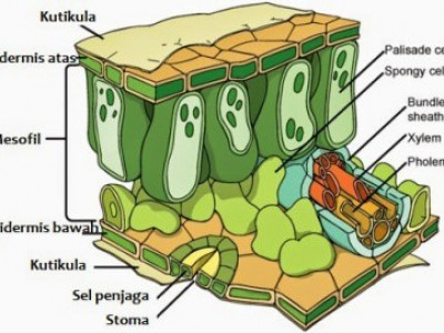 Jaringan permanen adalah jaringan meristem yang telah mengalami diferensiasi dan spesialisasi. berikut ini merupakan jaringan permanen pada tumbuhan kecuali