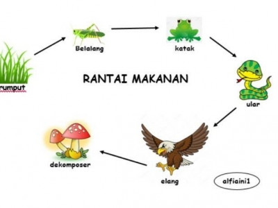 Apa Yang Dimaksud Dengan Rantai Makanan Dan Contohnya Apa Yang Dimaksud Dengan Rantai Makanan Dan Contohnya