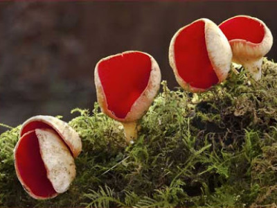 Jenis jamur yang digunakan dalam fermentasi pembuatan oncom merah adalah
