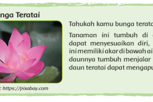 Cara Adaptasi Bunga Teratai Dengan Lingkungannya Tema 2 Kelas 6 Sd